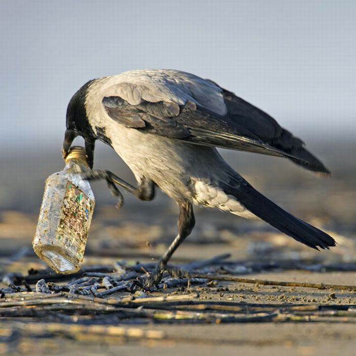 Bird photography by Markus Varesvuo