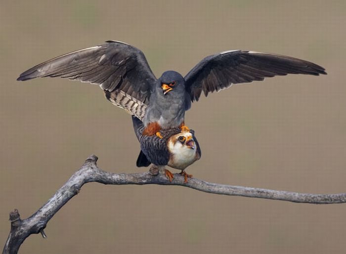 Bird photography by Markus Varesvuo