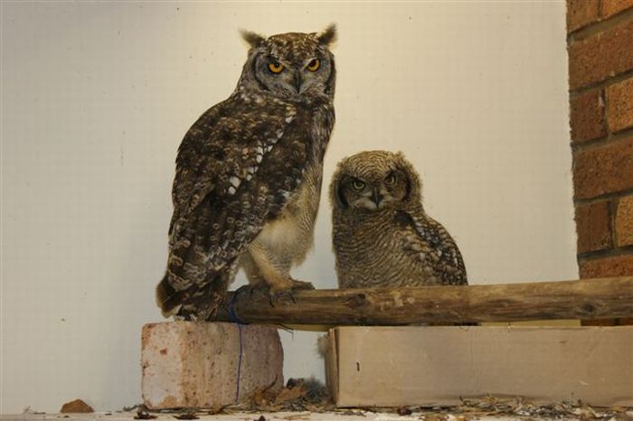 eagle owl and cat friends