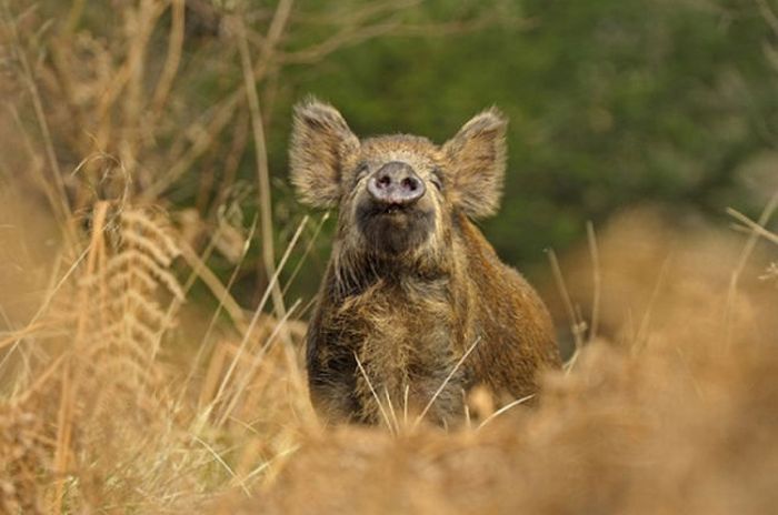 British Wildlife Photography Awards 2011