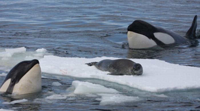 poor seal attacked by team of killer whales