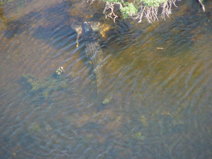 Alligator with a deer in his jaws, Georgia, United States