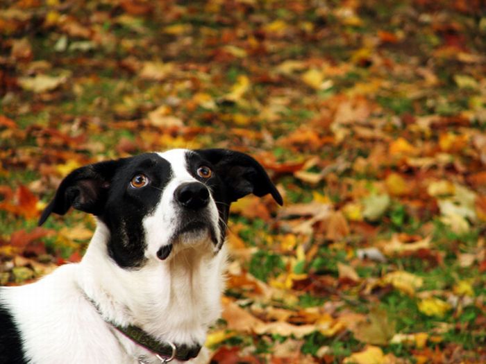 autumn dog