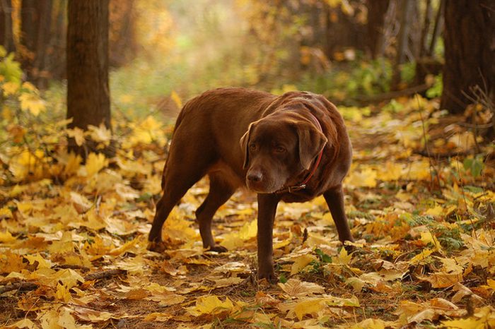 autumn dog