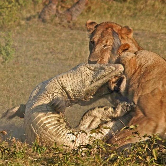 alligator fighting against lions