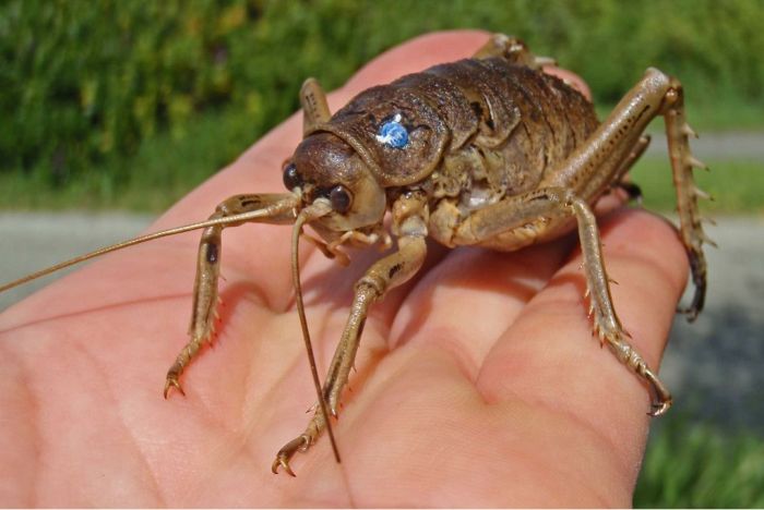 giant weta