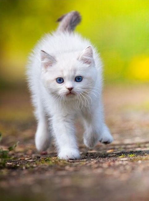 cute cat