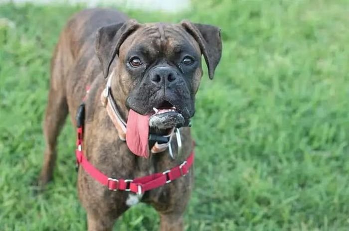 boxer dog with a long tongue