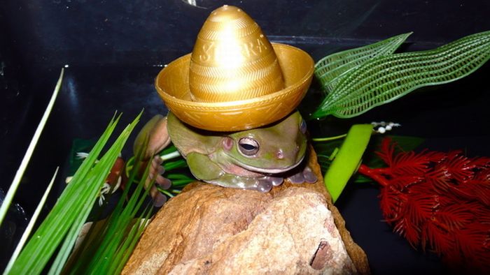 animals wearing a hat