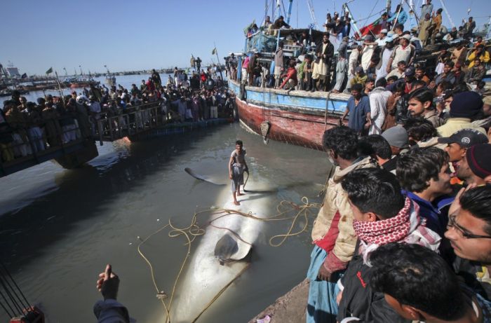 Giant whale shark catch, Pakistan