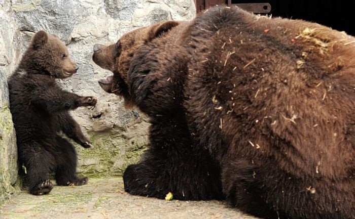 mother bear angry at her cub