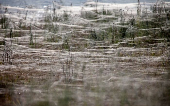 Spider invasion, Australia