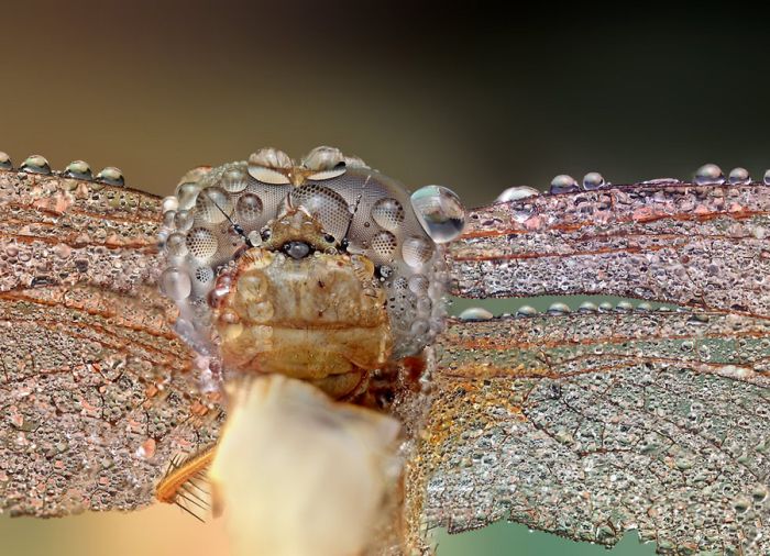 insect macro photography in the rain