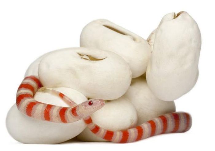 baby milk snake hatches from egg