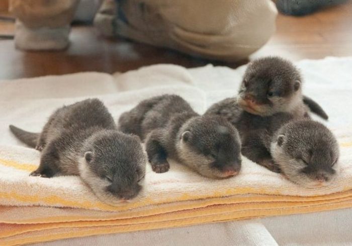 baby otters