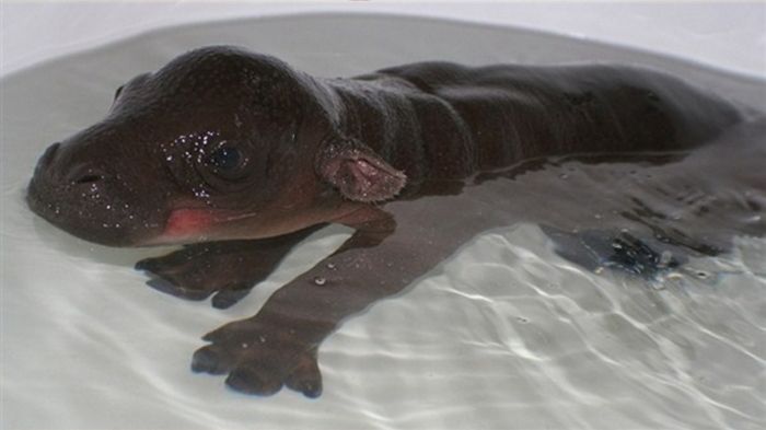 6-day-old baby hippopotamus calf