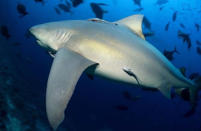 bull shark