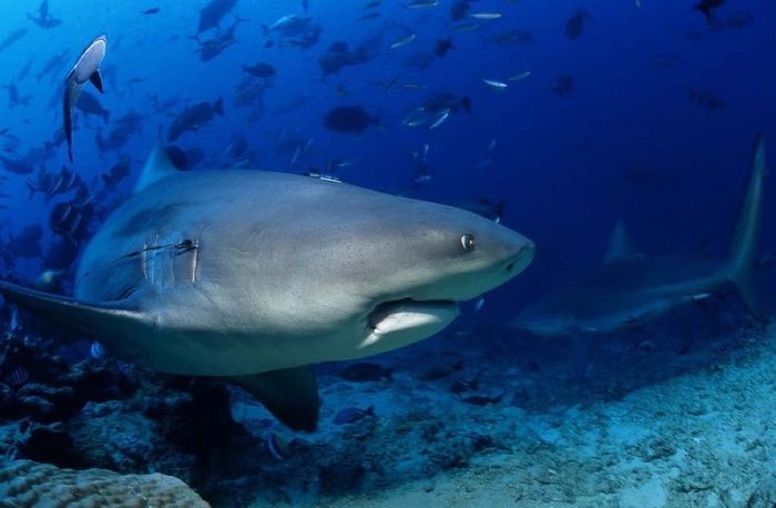 bull shark