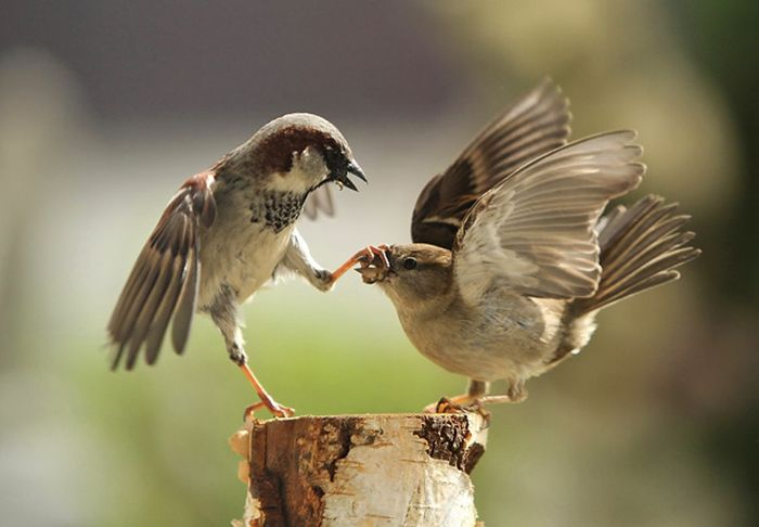 animal photography