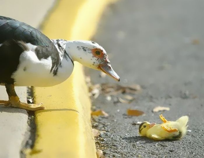 animal photography