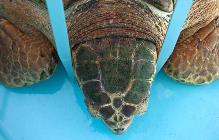 Kahuha, sea turtle