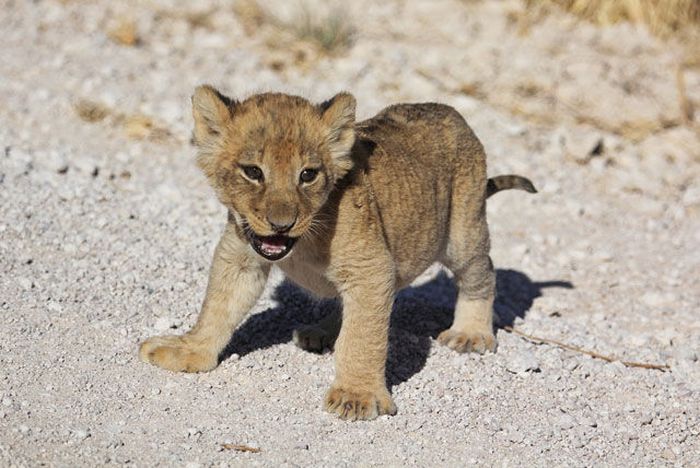 Lioness with cubs crossing the road, Etosha National Park, Namibia