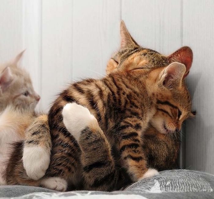hugging kittens