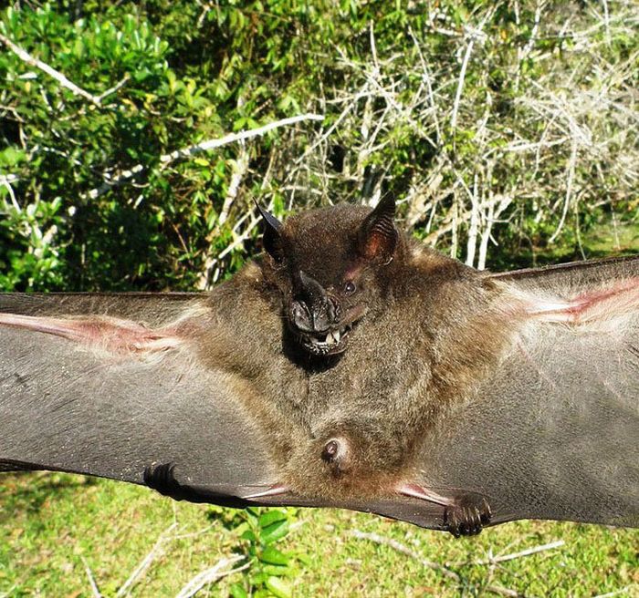 Wild bats, Peru