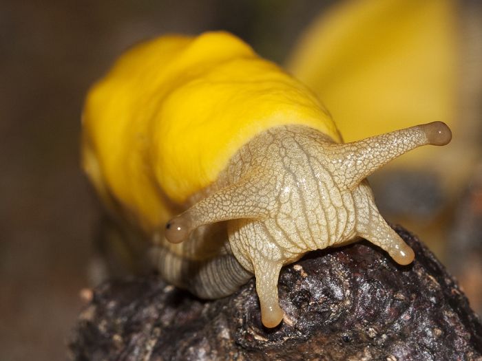 yellow banana slug