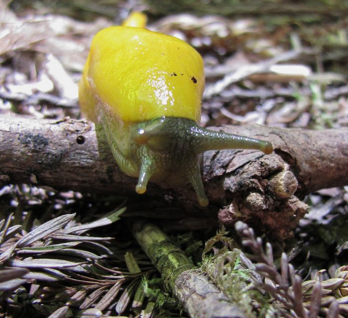 yellow banana slug