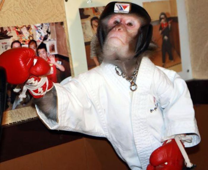 kickboxing combat monkey training