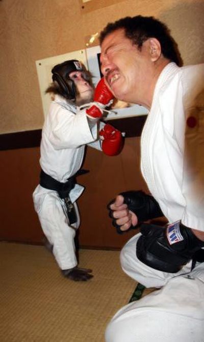 kickboxing combat monkey training