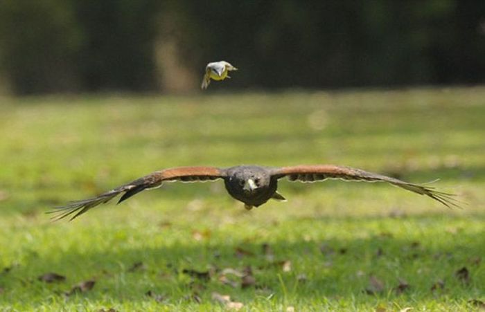 little bird against a hawk