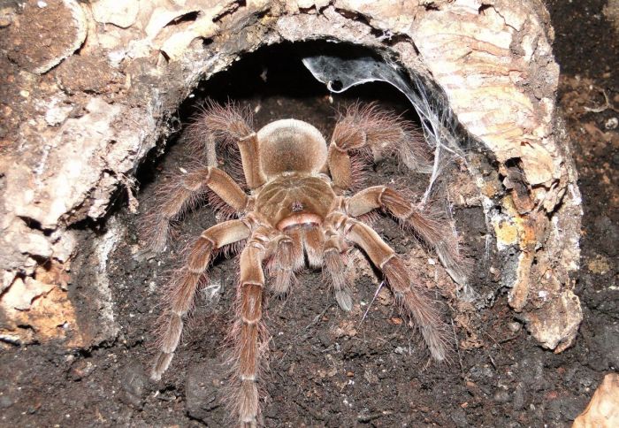 goliath birdeater spider