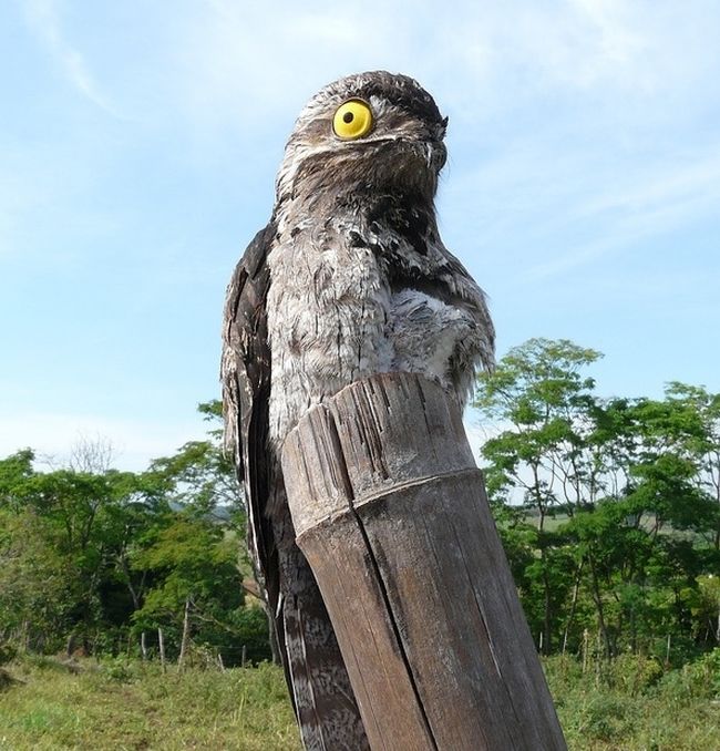 potoo bird