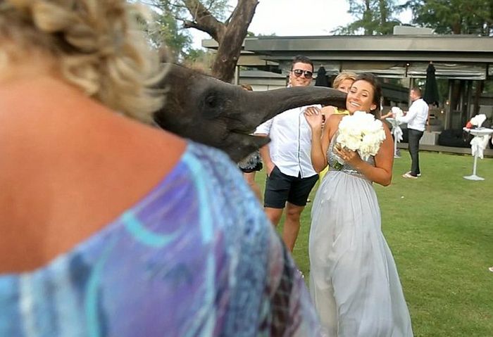 baby elephant kissed the bride