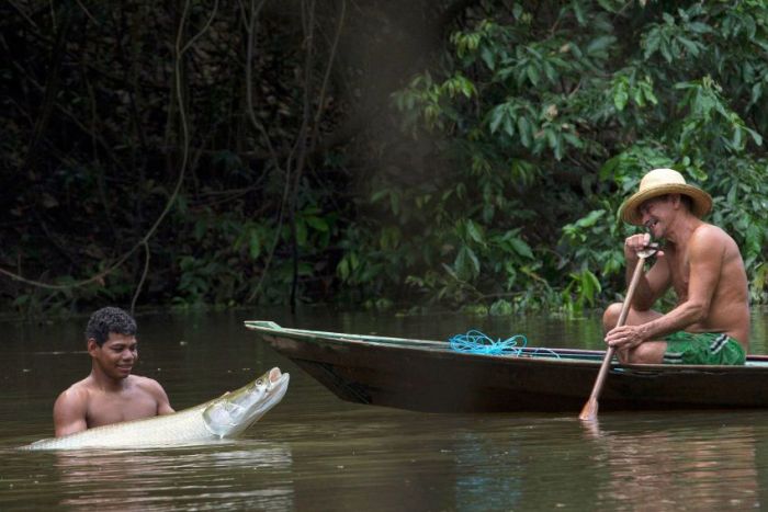 Arapaima fishing, Amazon River, Brazil