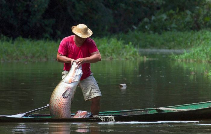 Arapaima fishing, Amazon River, Brazil