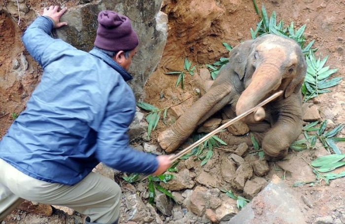 rescuing a baby elephant