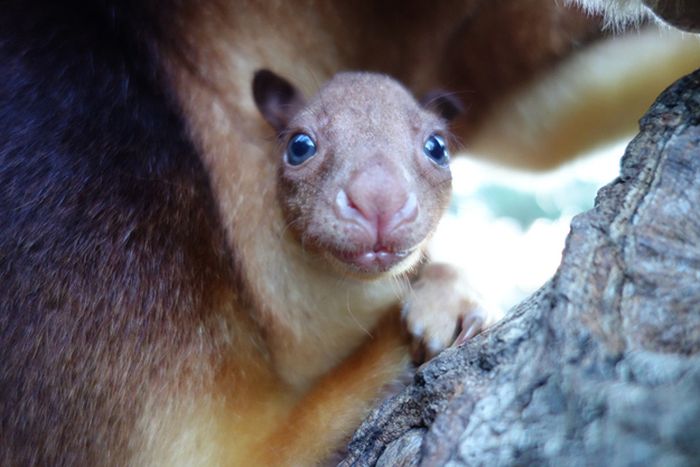 Baby tree kangaroo Joey, Taronga Zoo, Sydney, New South Wales, Australia