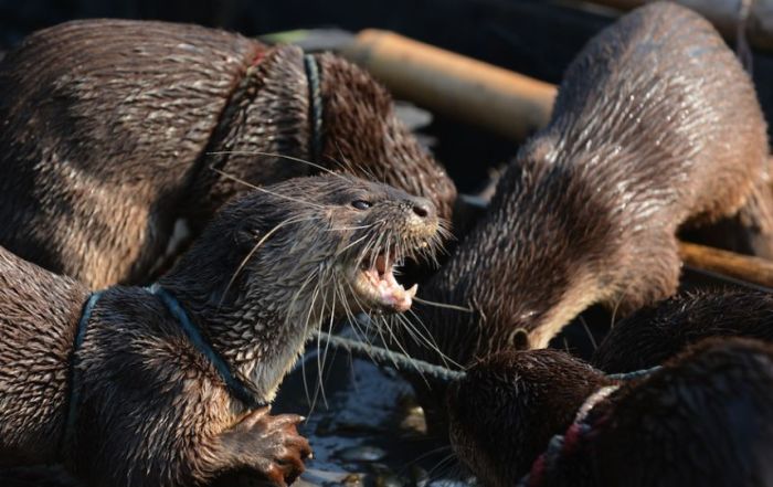 fishing with otters