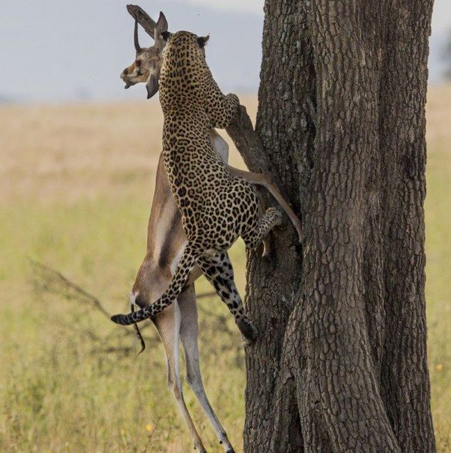 leopard against a gazelle