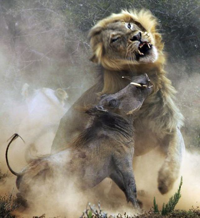 lion against a warthog