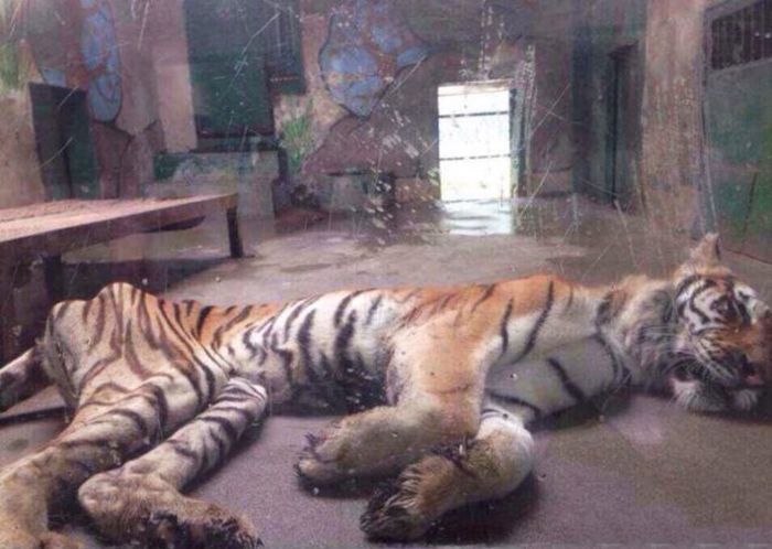 Thin famished tiger, Tianjin Zoo, Nankai District, Tianjin, China