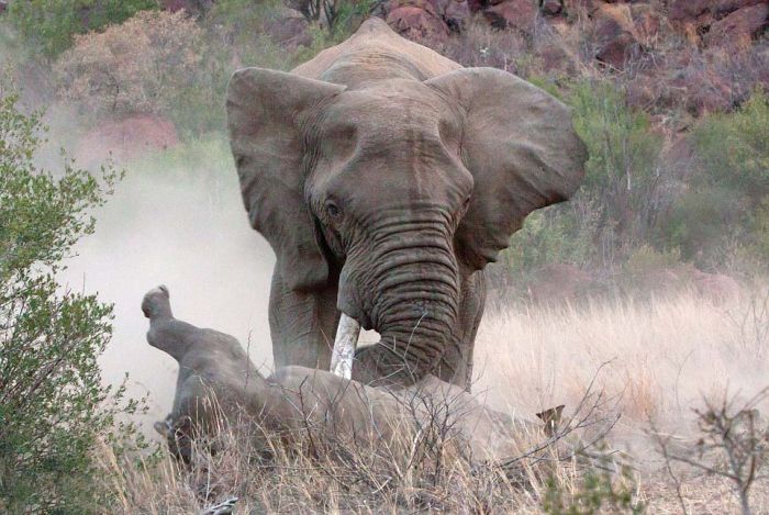 black rhinoceros against a furious elephant