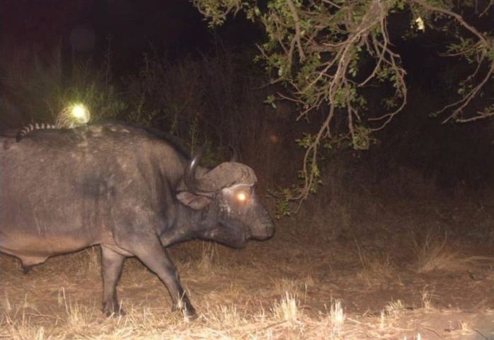 Genet riding buffalos and rhinoceros, Hluhluwe–iMfolozi Park, Durban, Zululand, KwaZulu-Natal, South Africa