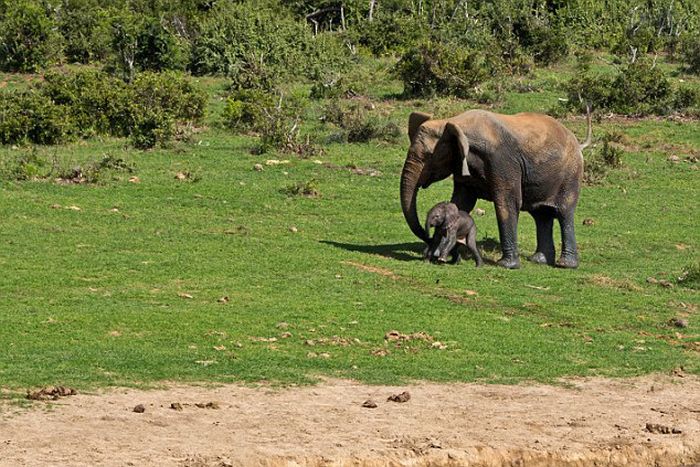 Rescuing a baby elephant, Addo Elephant National Park, Port Elizabeth, South Africa
