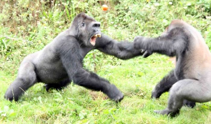 Gorillas fight, Dartmoor Zoological Park, Devon, United Kingdom