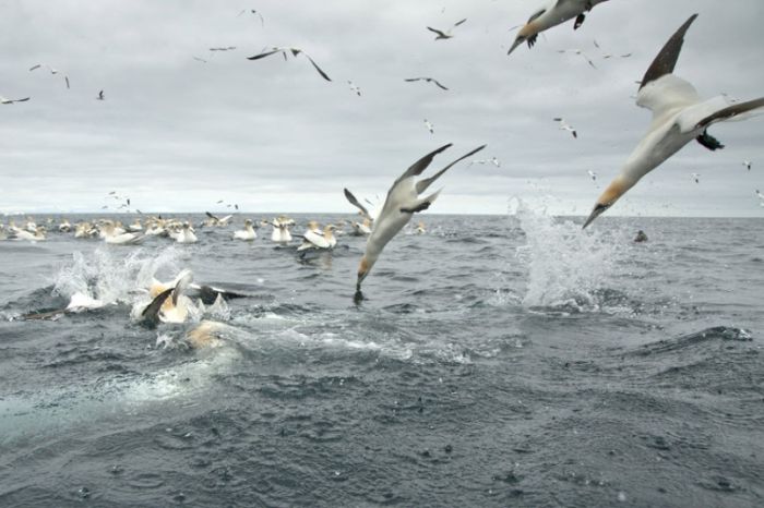 Gannets diving for fish, Shetland Islands, Scotland, United Kingdom