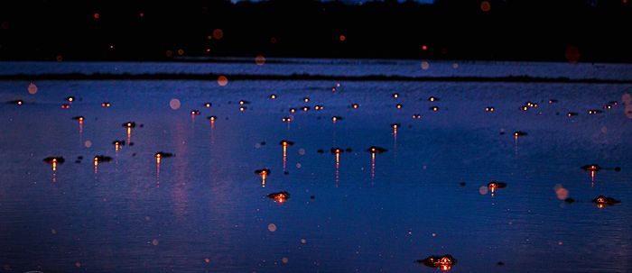 Alligators at night by Larry Lynch